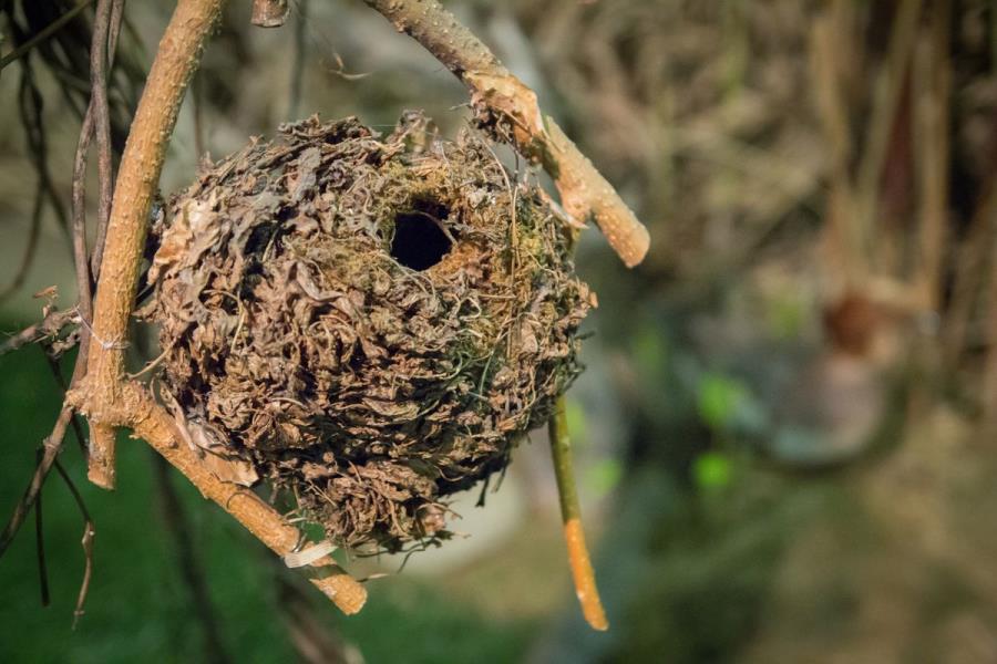 MOSTRA: Di nido in nido