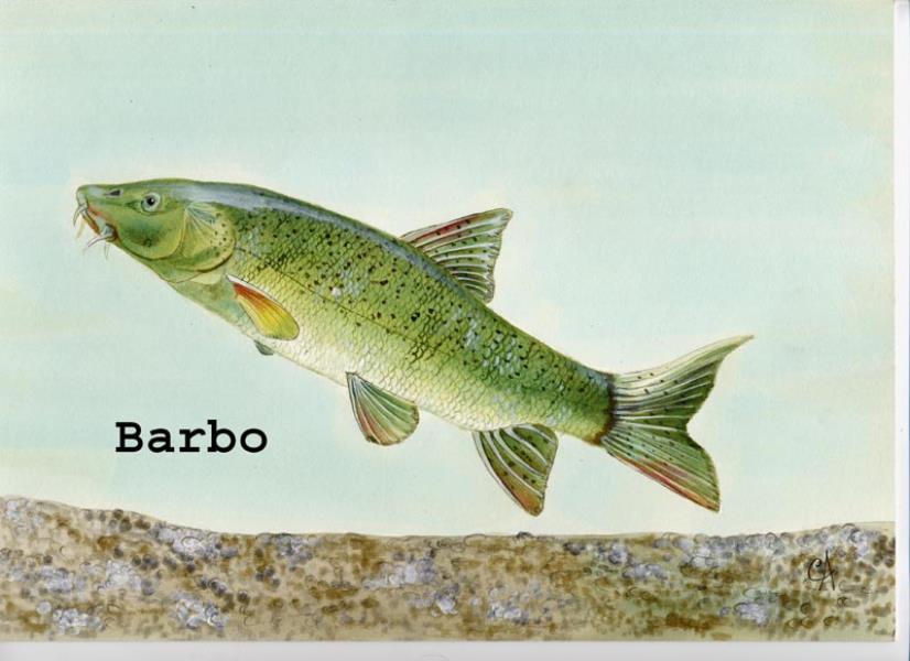 barbo