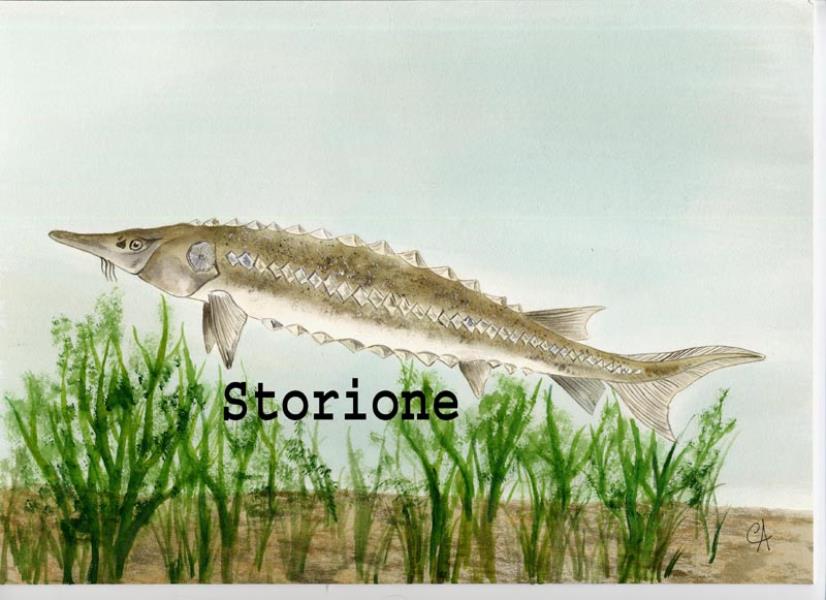 Storione